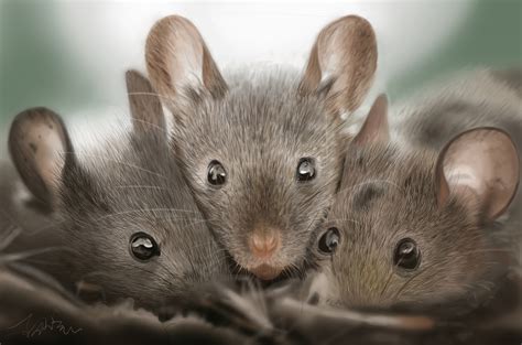 坤土 夢見三隻老鼠